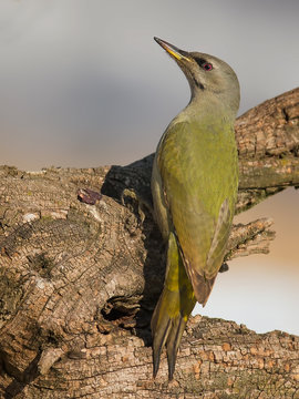 grey headed woodpacker 