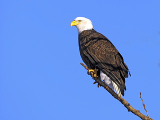 Naklejka premium American Bald Eagle perched on tree limb.