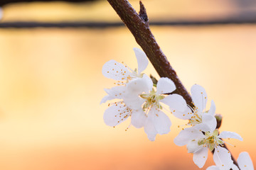 cherry blossom, Chiang Mai, Thailand