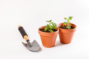 Young tomato seedling in a clay pot