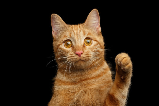 Portrait of Ginger cat face with paw looking with amazement on Isolated Black background, front view
