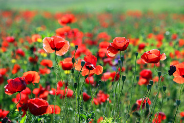 poppies flower meadow morning spring season