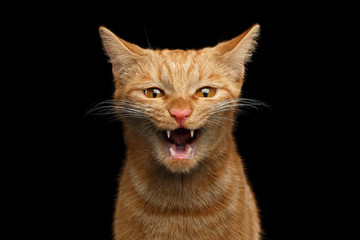 Fototapeta na wymiar Portrait of Aggresive Mad Ginger Cat with opened mouth screaming on Isolated Black background, front view