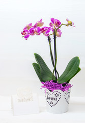 Orchid flowers in pot white color card for text.