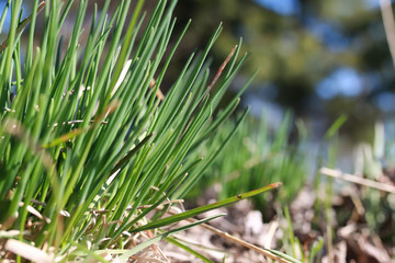 spring grass and flower