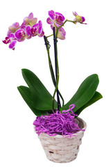 Naklejka na ściany i meble Orchid flowers in pot .