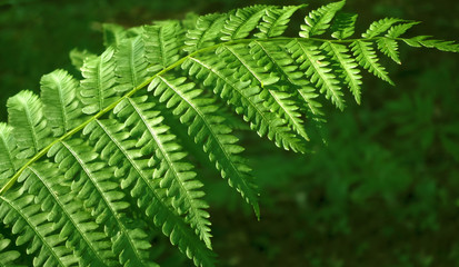 Fresh green fern leaf