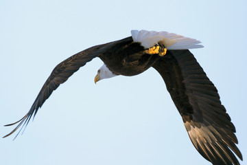 Bald Eagle in flight in blue sky