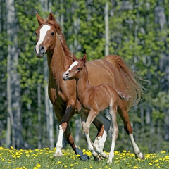Chestnut Mare and Foal running together at spring pasture