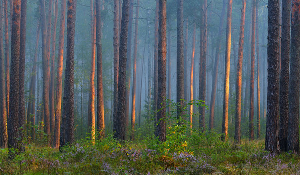 Fototapeta Foggy sunrise in the beautiful deciduous forest in Latvia.