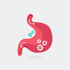 stomach vector illustration