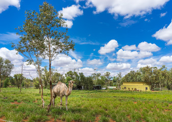 Outback Camel Farm. Camel standing in the shade of small eucalyptus tree at a camel farm near Alice Springs, Australia.