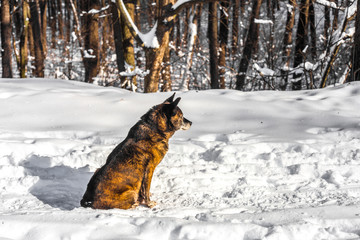 dog in a snowy forest