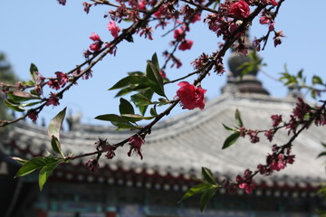 Pink peach blossoms closeup with Chinese temple rooftop background