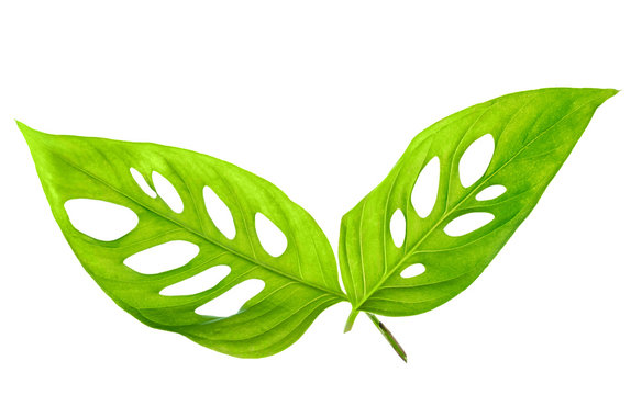 beautiful young green monstera leaves (var. expilata) isolated o
