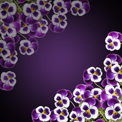 Beautiful floral background of purple pansies 