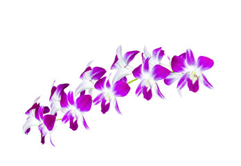 Naklejka na ściany i meble Beautiful bouquet orchid flowers