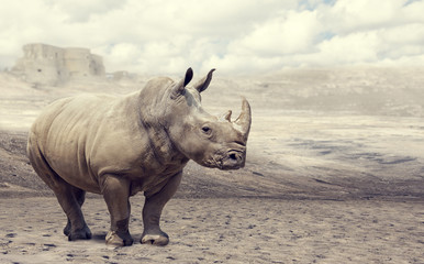 Fototapeta premium nosorożec na wolności