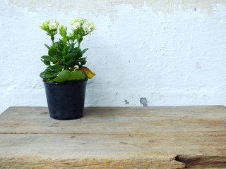 house plants on the wooden table with grung wallpaper background