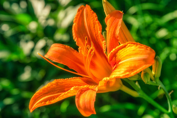 Orange flowers with blurred background. Sunny day image.