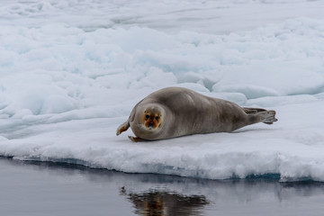 Bearded seal (Erignathus barbatus) on the ice North of Svalbard, Arctic Norway