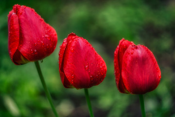 Obraz premium Red flowers with blurred background. Sunny day image.