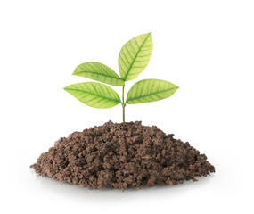 plant tree growing seedling