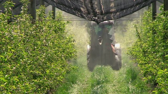 Apfelschorf ist ein Apfelbaumsch&auml;dling und wird durch Spritzen von Pflanzenschutzmittel bek&auml;mpft