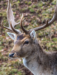 Portrait eines Hirsches