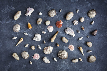 Fototapeta premium Marine composition. Sea shells on dark background. Flat lay, top