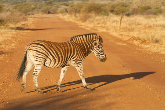 Zebra Crossing, Madikwe Game Reserve