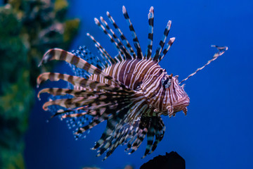 red lionfish