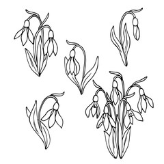 vector white black contour sketch of snowdrop flowers 