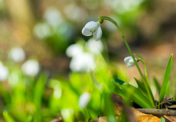 Beautifull snowdrops Galanthus plicatus in spring forest