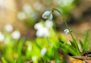 Beautifull snowdrops Galanthus plicatus in spring forest