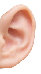 human ear