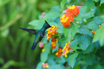 colibri huppé © AUFORT Jérome