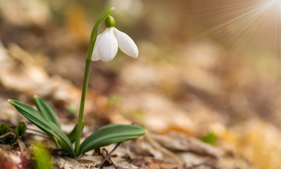 Beautifull snowdrop on dry yellow leaves bokeh background