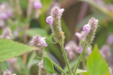 Justicia procumbens or Strobilanthes chiangdaoensis Terao. Forest flower at Mountain Chiang Dao national park, Chiang Mai, Thailand