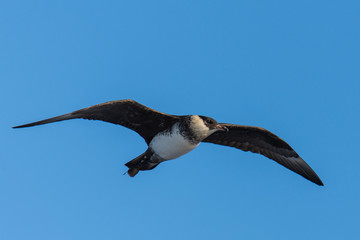 Pomarine skua
