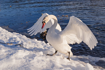 Wild swan in fighting pose