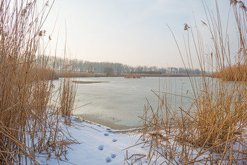 Shore of a frozen lake in winter 