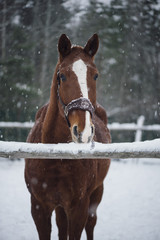 Obraz premium Beautiful brown horse standing outdoors in the winter snowfall