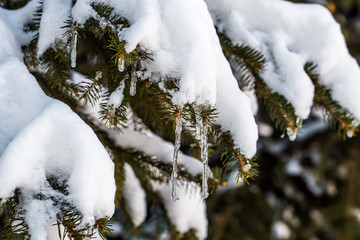 winter in the woods