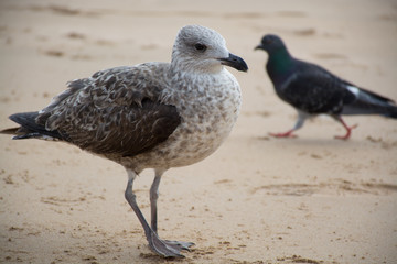 Seagull on the yellow sandy beach close up