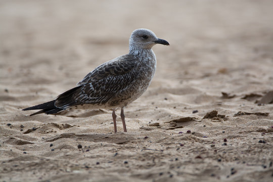 Seagull on the yellow sandy beach close up