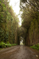 Road TF-134 in Anaga Rural Park - rare ancient laurel forest on Tenerife, Spain