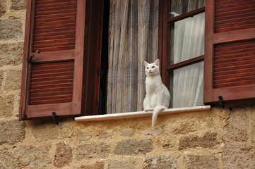 White Cat Waiting for Its Master at the Window
