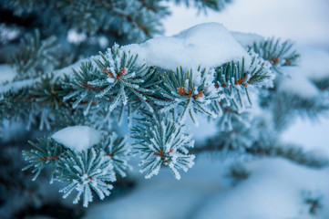 Naklejka na ściany i meble The fir branch covered by the snow