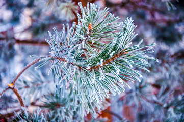 Naklejka na ściany i meble The fir branch covered by the snow